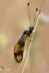 Östlicher Schmetterlingshaft (Libelloides macaronius)
